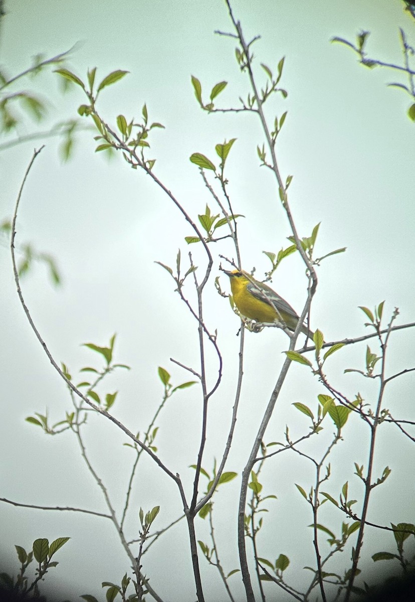 Blue-winged Warbler - ML628891872