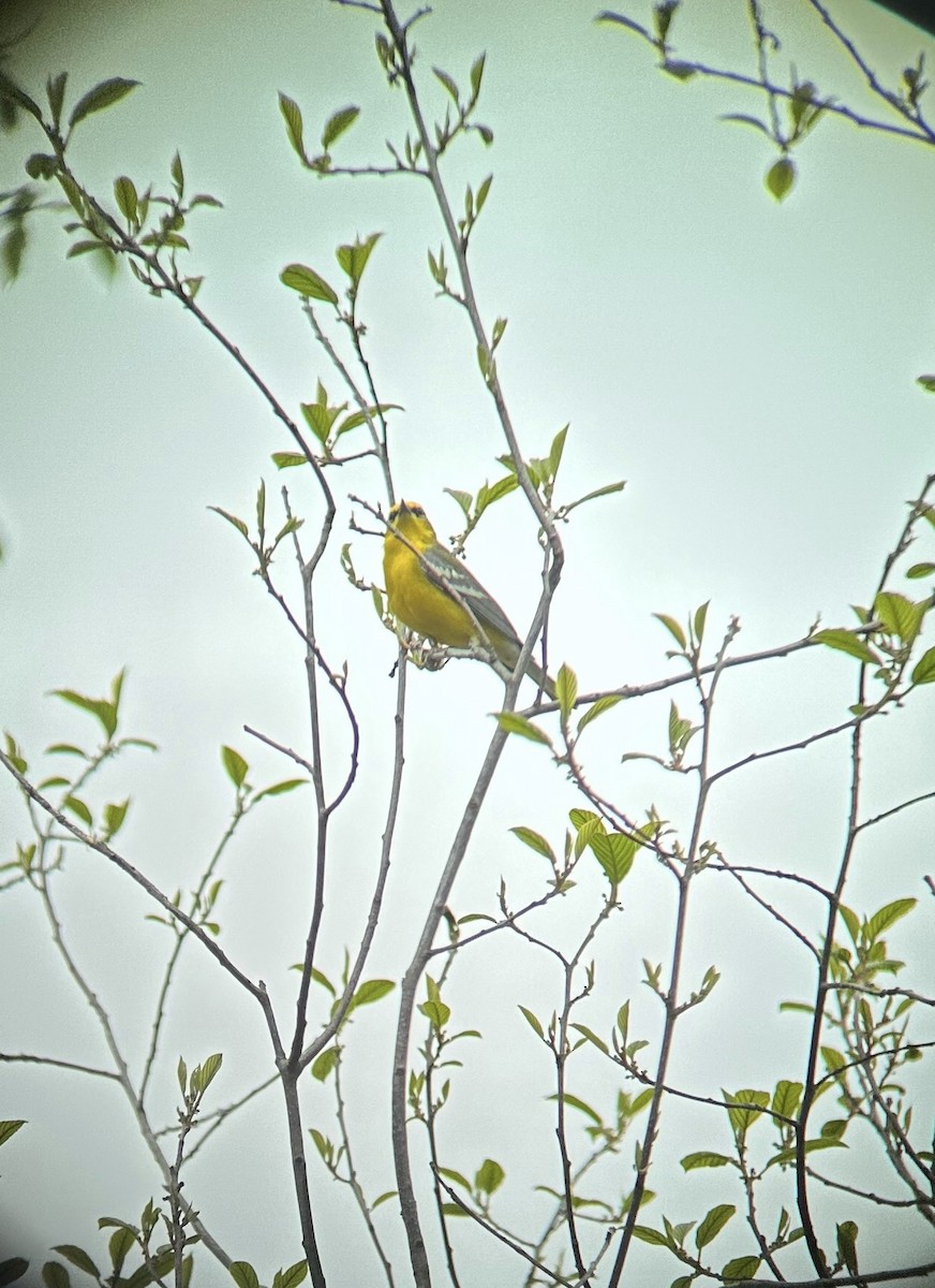 Blue-winged Warbler - ML628891873