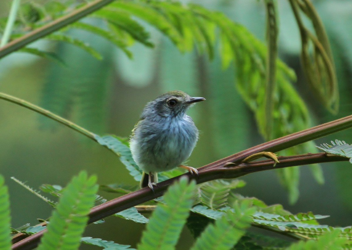 White-bellied Pygmy-Tyrant - ML628892297