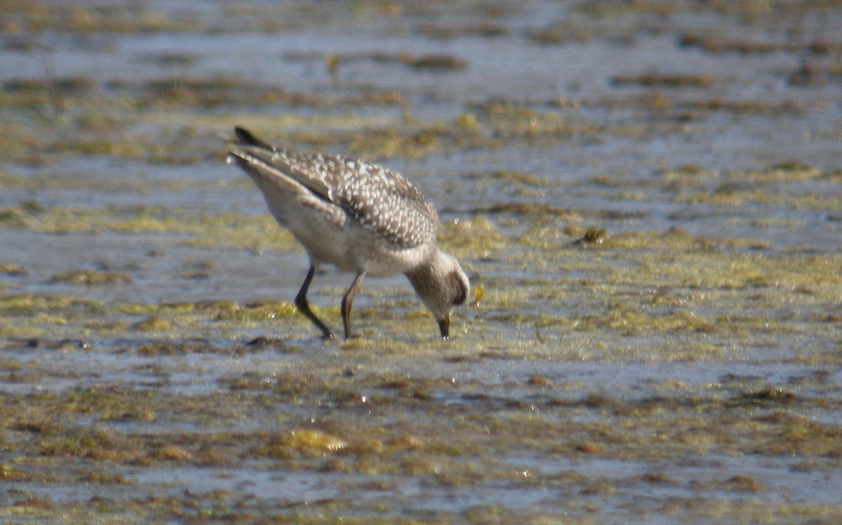 American Golden-Plover - ML628892420