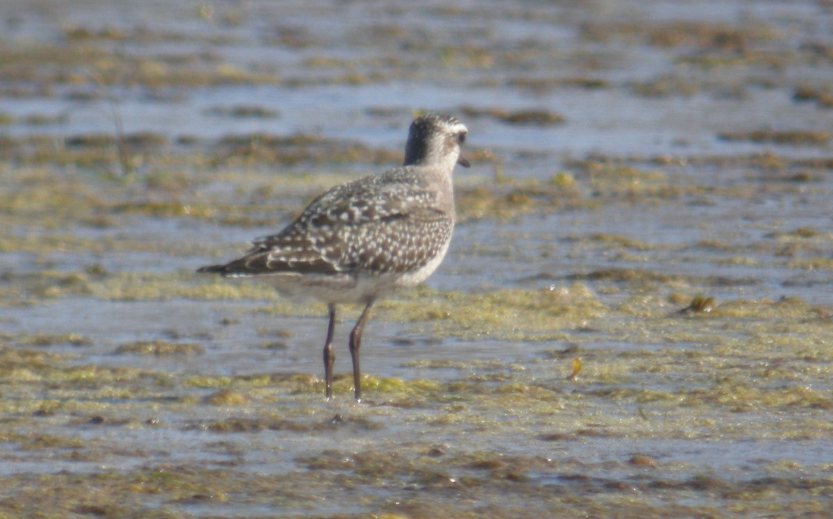 American Golden-Plover - ML628892423