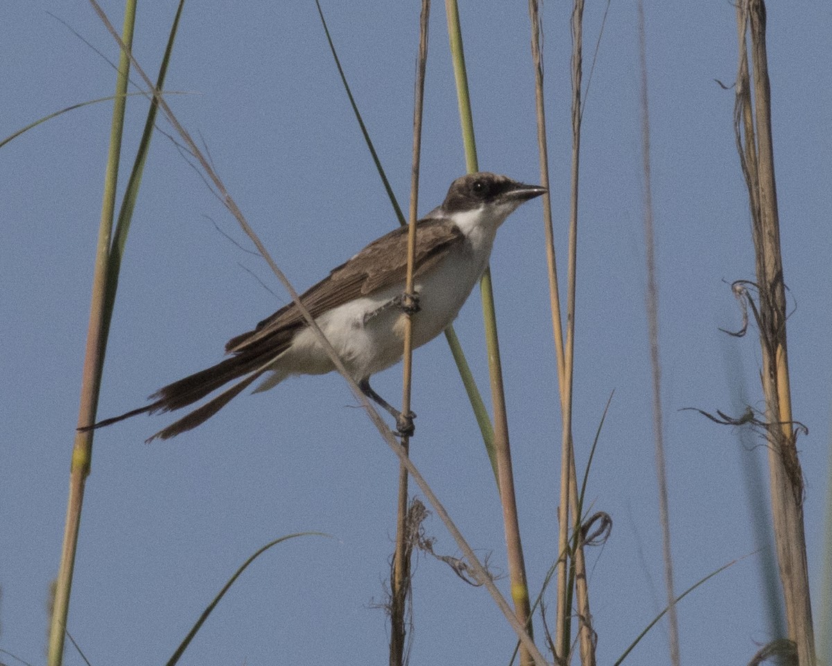 Fork-tailed Flycatcher - ML62889261