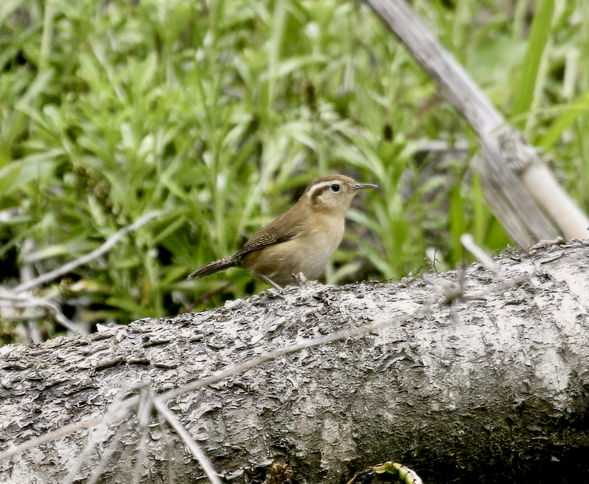 Mountain Wren - ML628893095