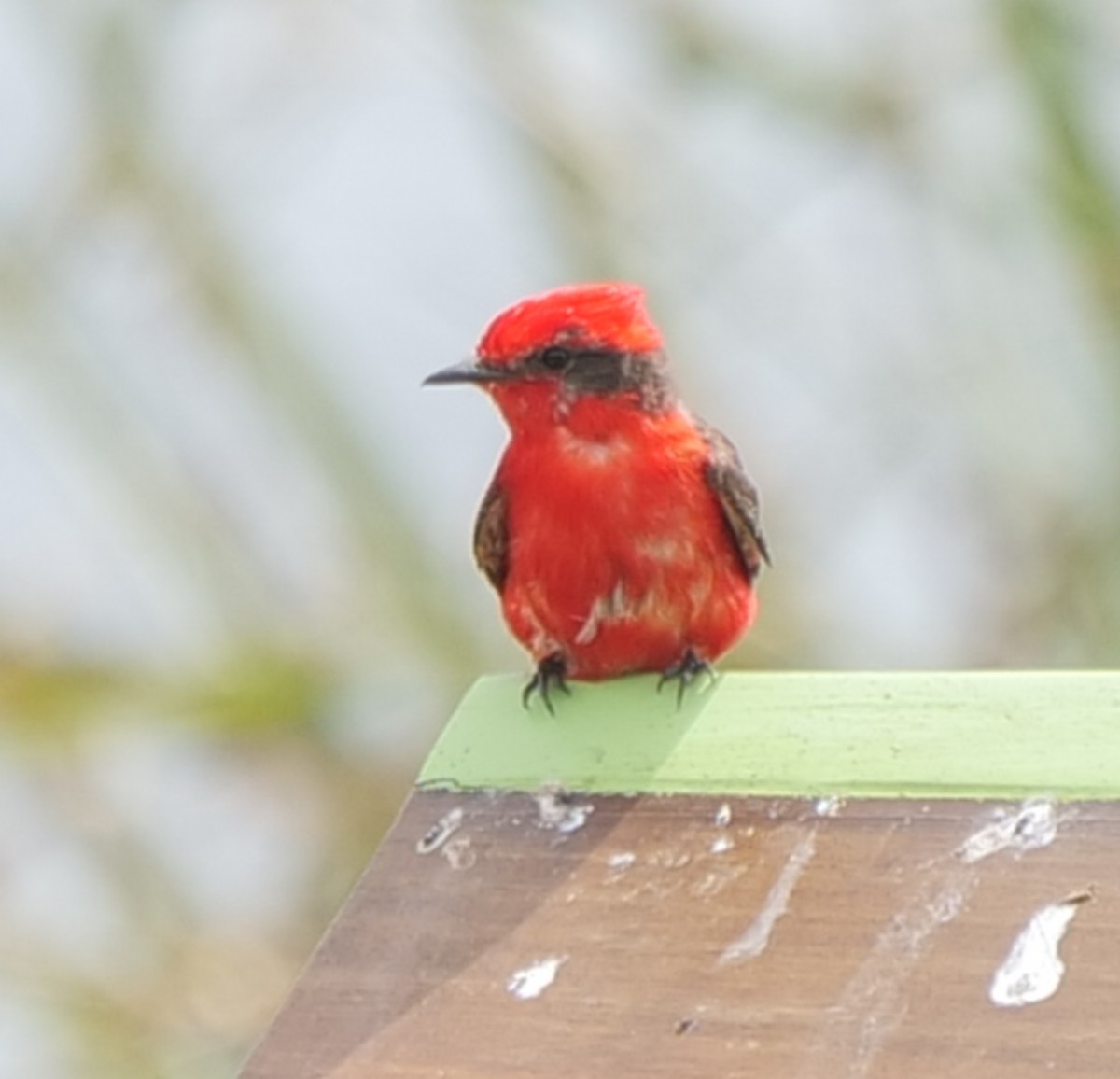 Vermilion Flycatcher (Austral) - ML628893138
