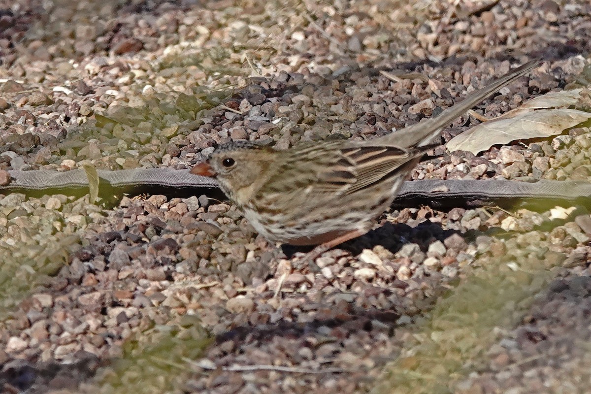 Harris's Sparrow - ML628893213