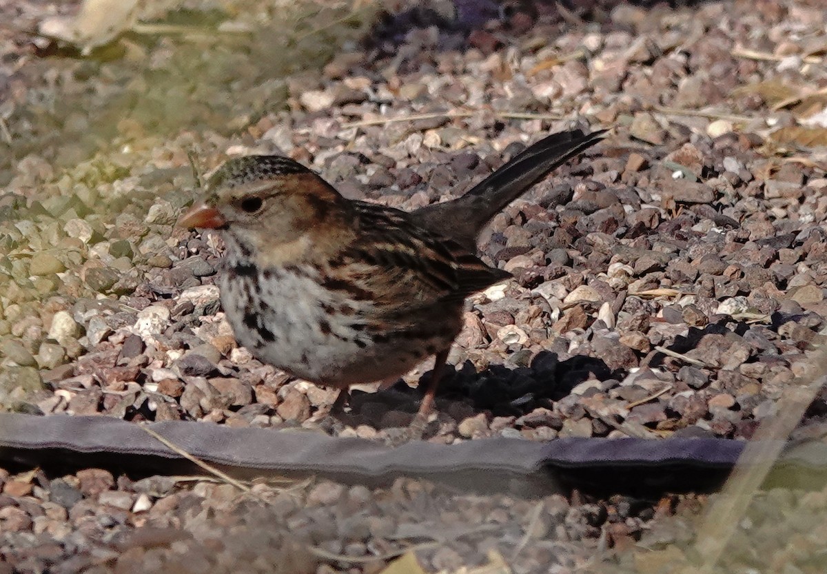 Harris's Sparrow - ML628893215