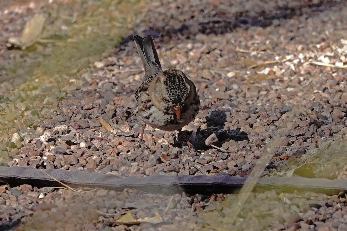 Harris's Sparrow - ML628893226