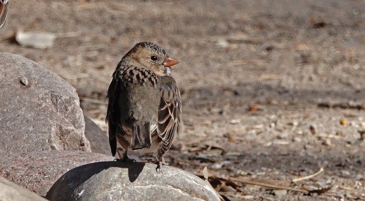 Harris's Sparrow - ML628893247