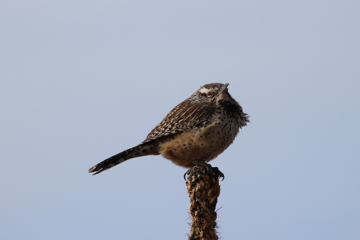 Cactus Wren - ML628893380