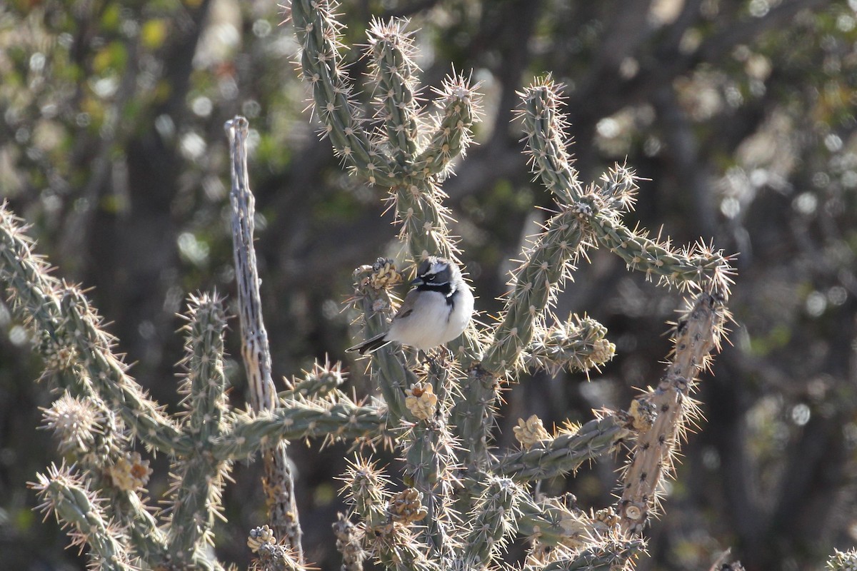 Black-throated Sparrow - ML628893386