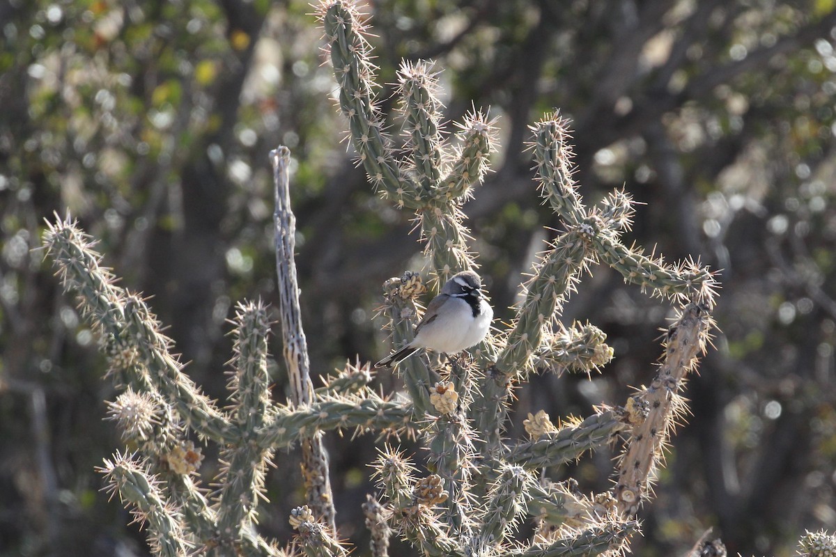 Black-throated Sparrow - ML628893387