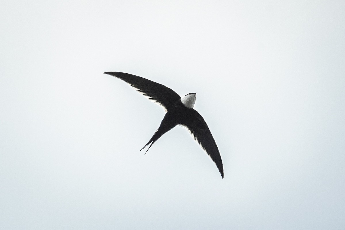 Great Swallow-tailed Swift - ML628893463