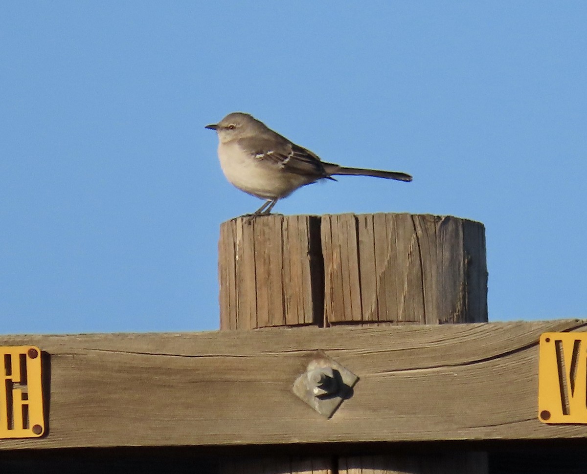 Northern Mockingbird - ML628893567