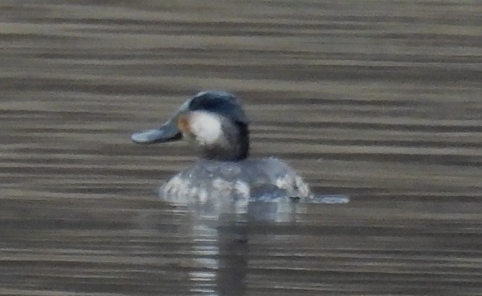 Ruddy Duck - ML628893708