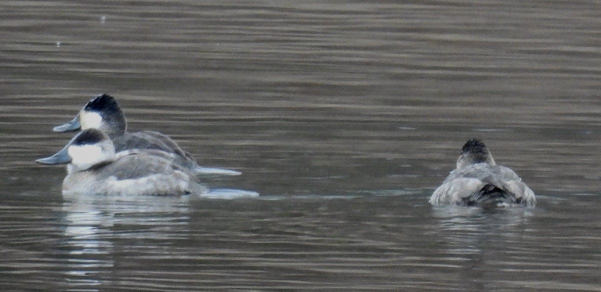 Ruddy Duck - ML628893709