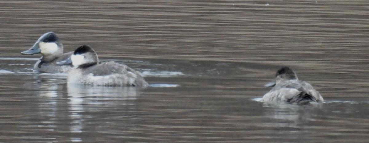 Ruddy Duck - ML628893710