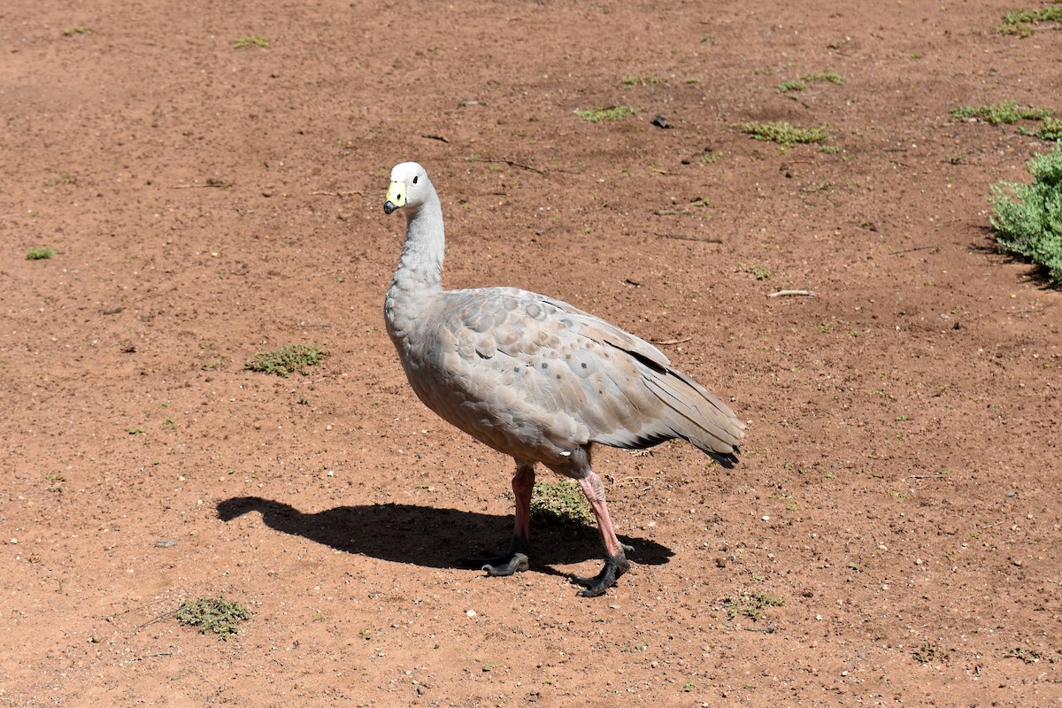Cape Barren Goose - ML628893717