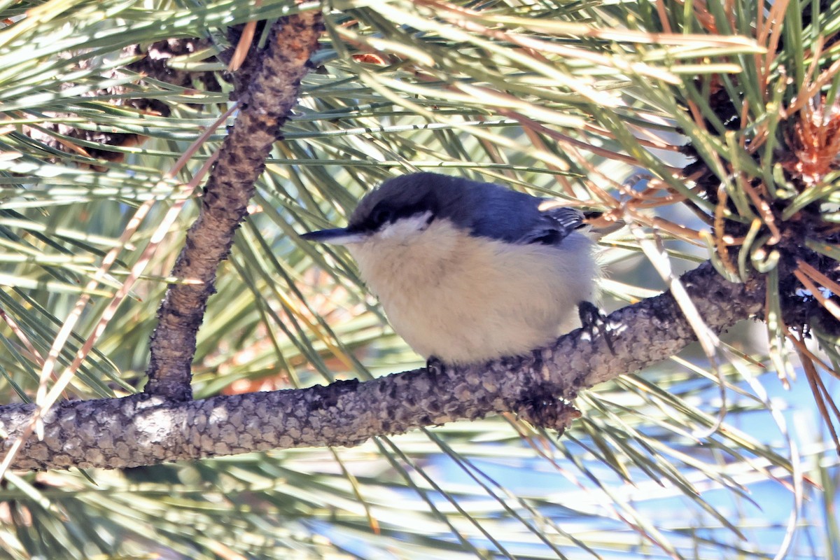 Pygmy Nuthatch - ML628893740