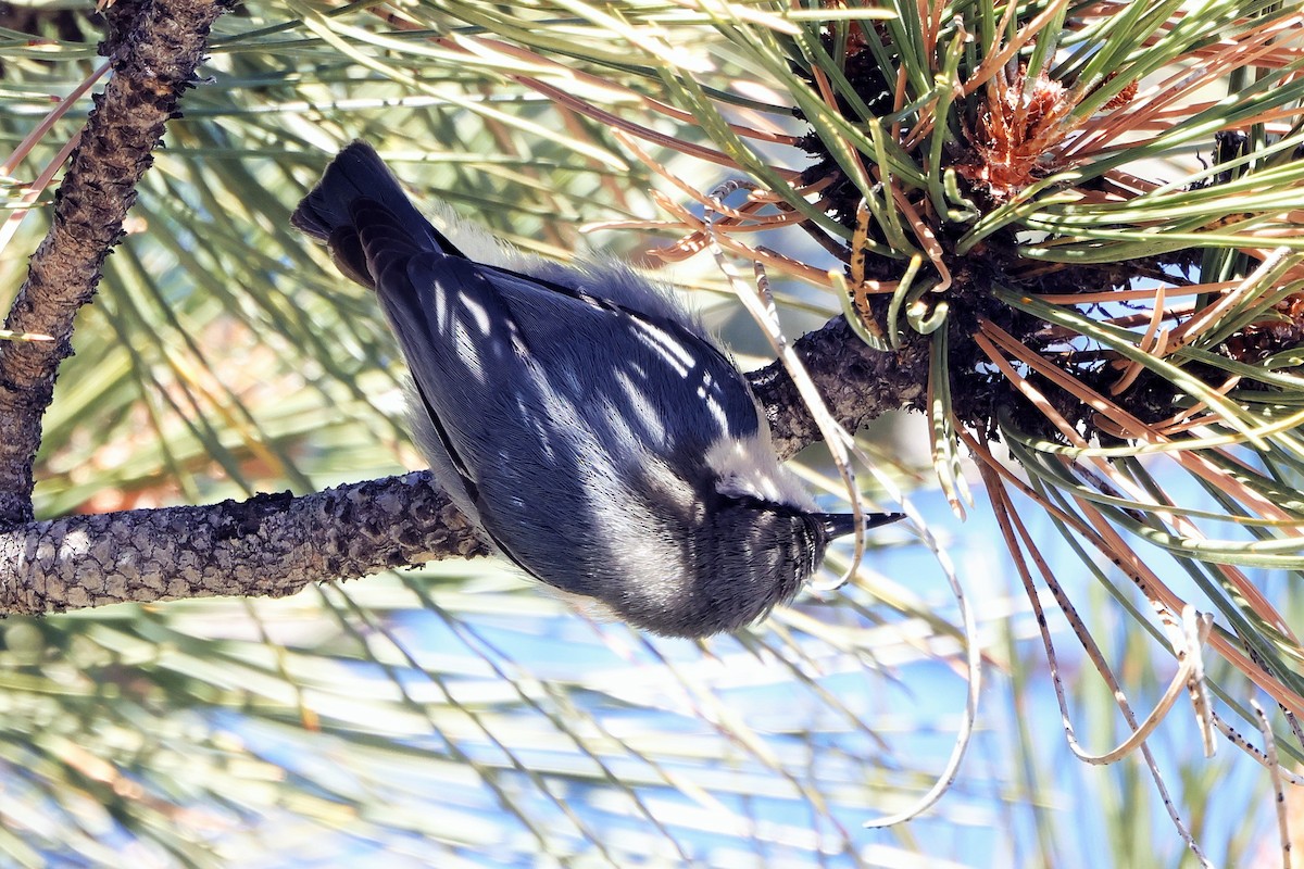 Pygmy Nuthatch - ML628893741