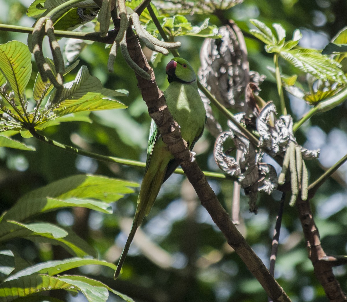 Rose-ringed Parakeet - ML628893755
