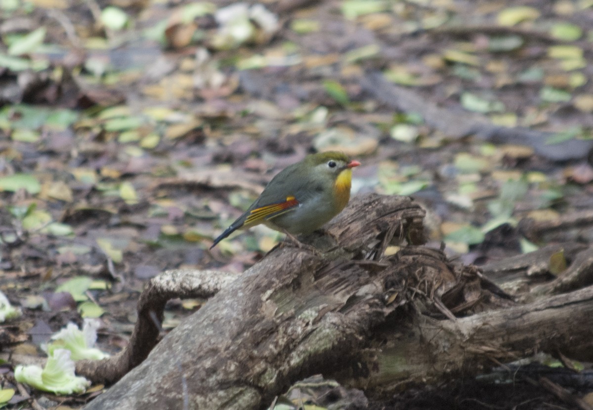 Red-billed Leiothrix - ML628893788