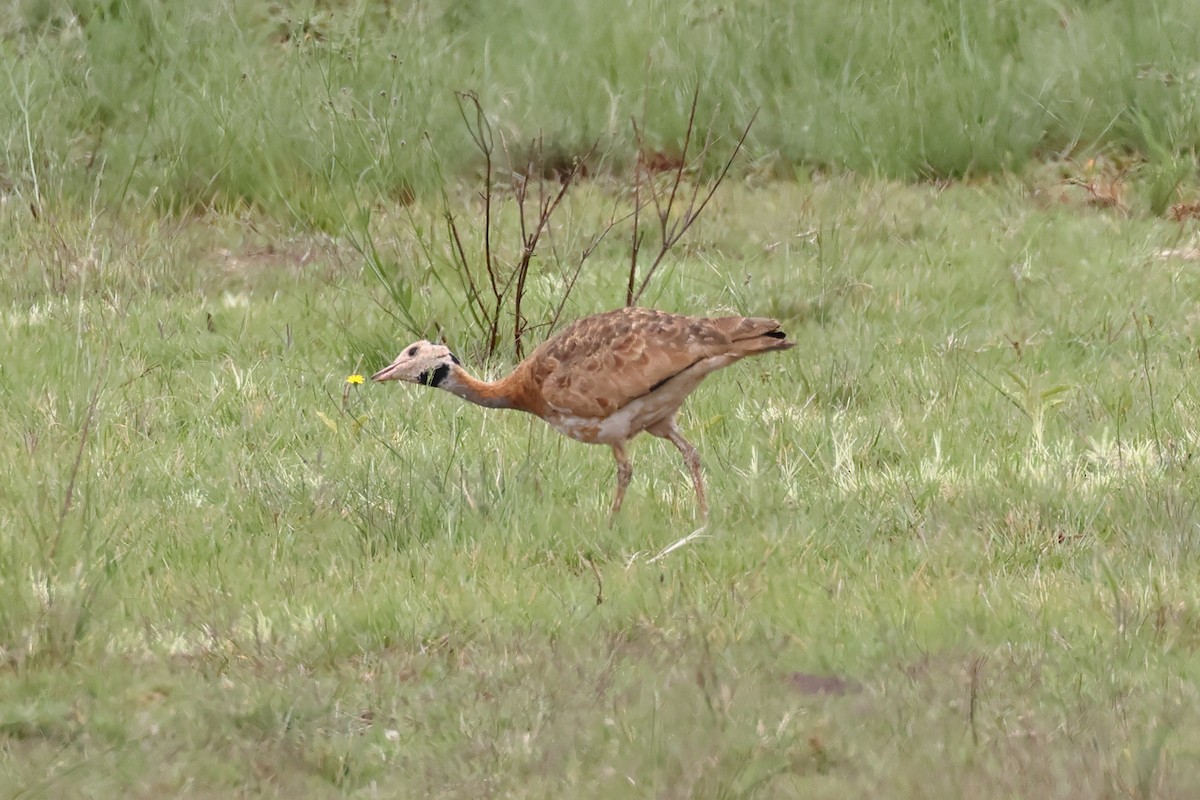 White-bellied Bustard (Barrow's) - ML628893928