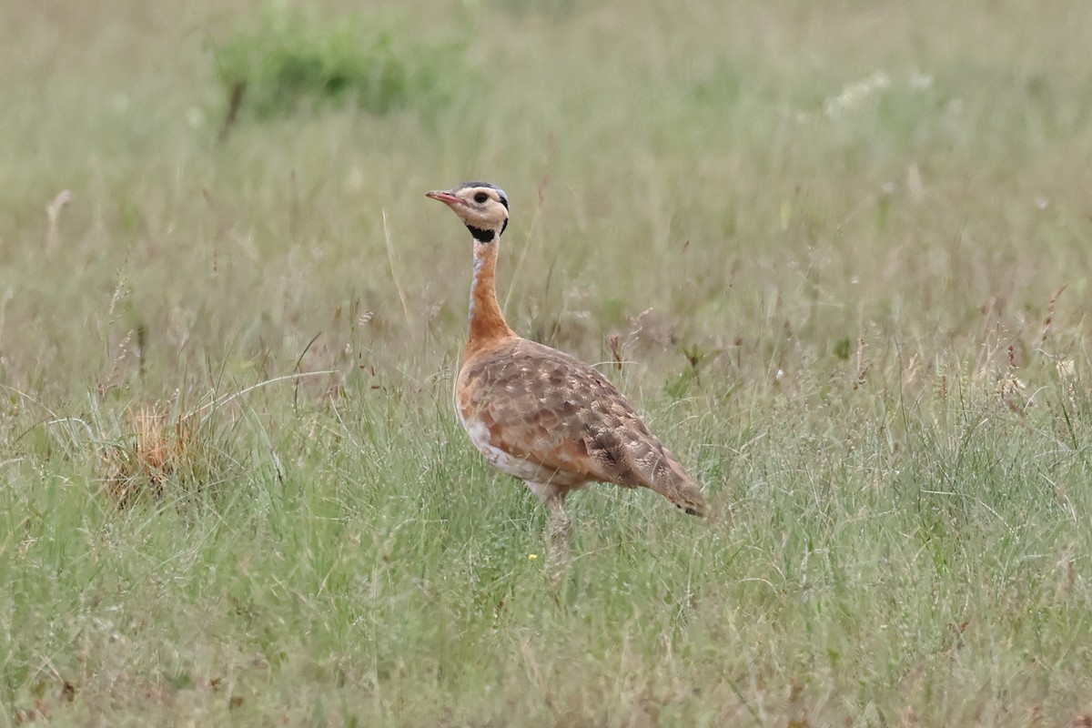 White-bellied Bustard (Barrow's) - ML628893929