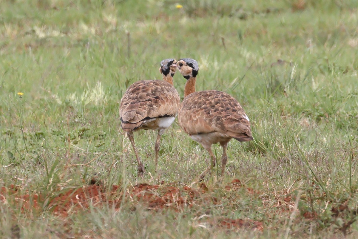 White-bellied Bustard (Barrow's) - ML628893930