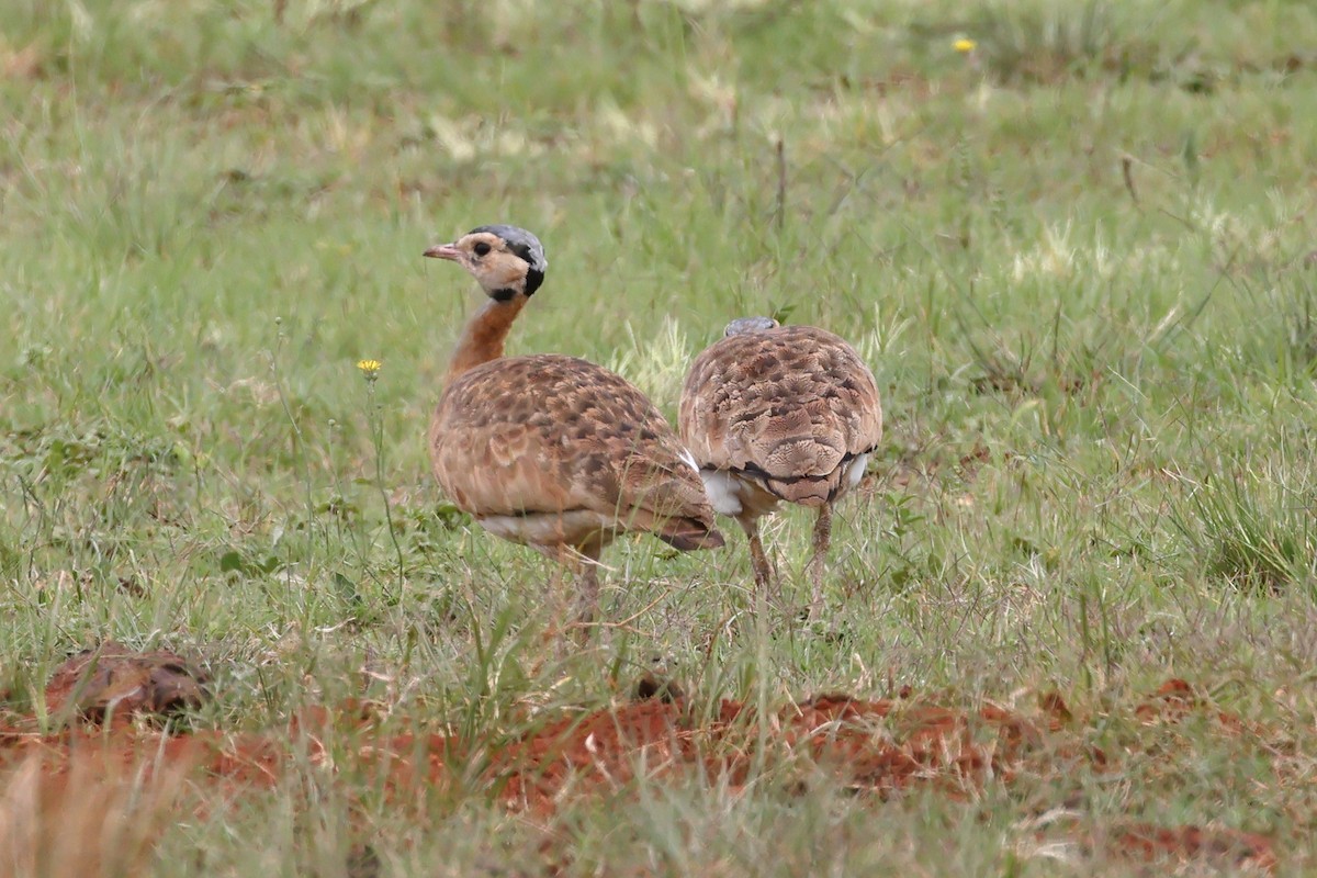 White-bellied Bustard (Barrow's) - ML628893931