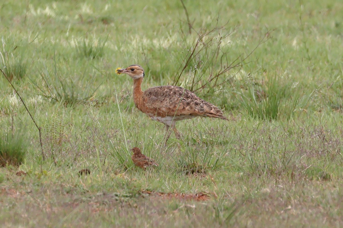 White-bellied Bustard (Barrow's) - ML628893932