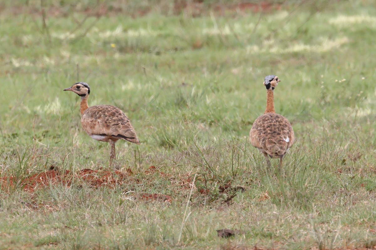White-bellied Bustard (Barrow's) - ML628893933