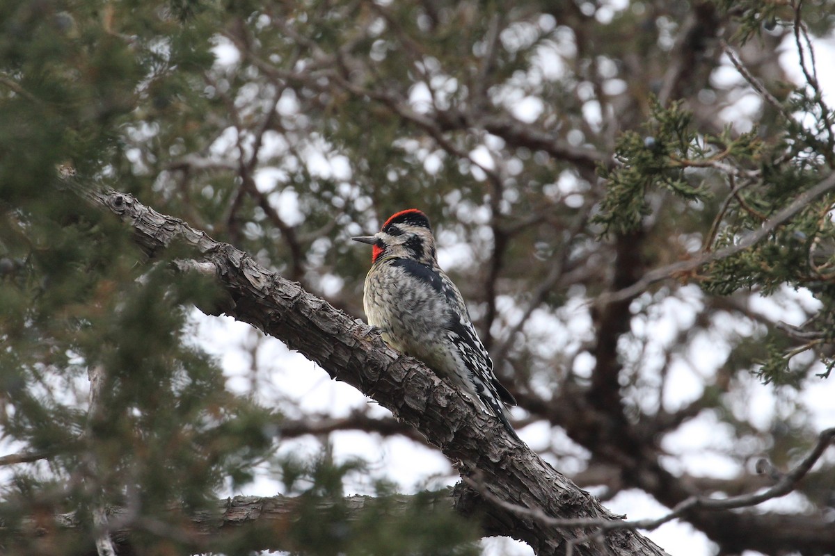 Yellow-bellied Sapsucker - ML628893937