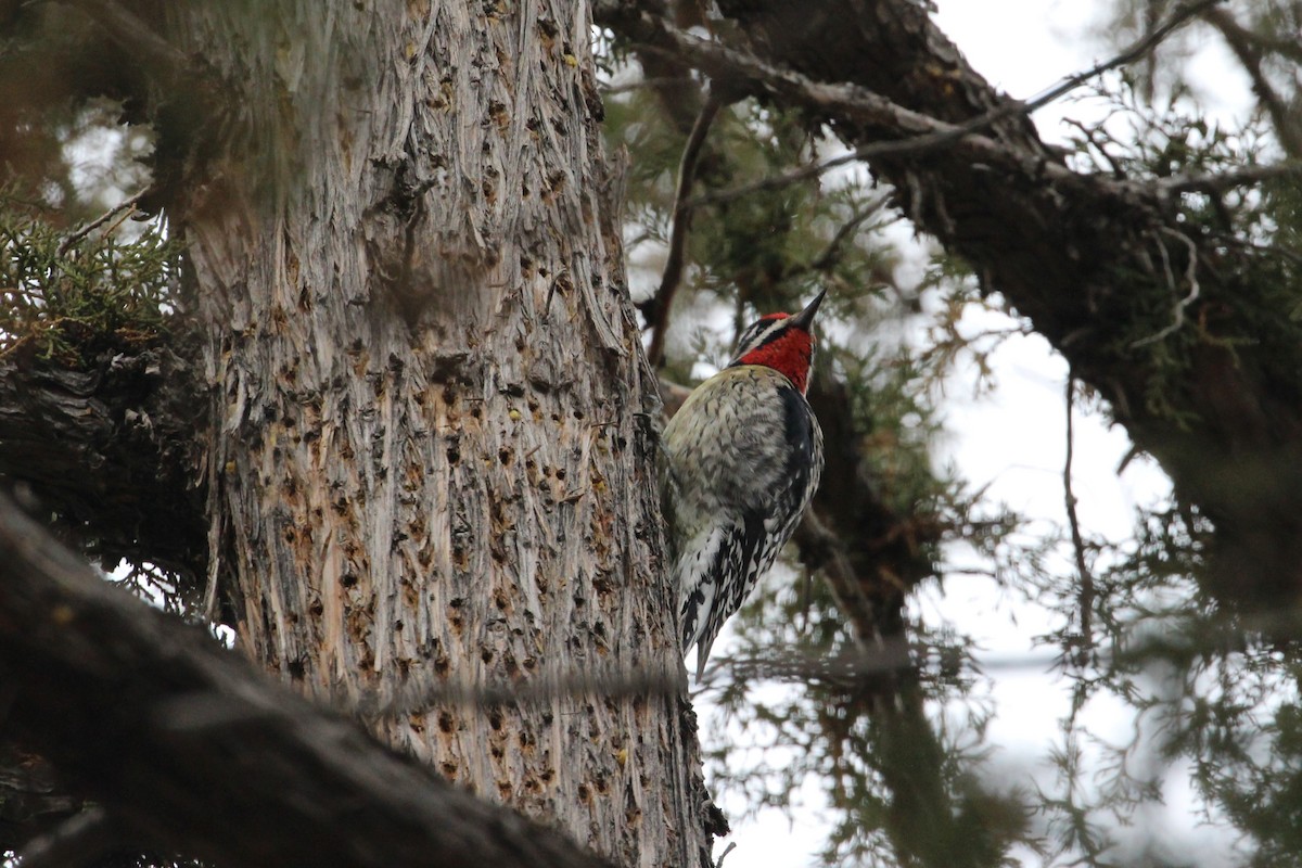 Yellow-bellied Sapsucker - ML628893942