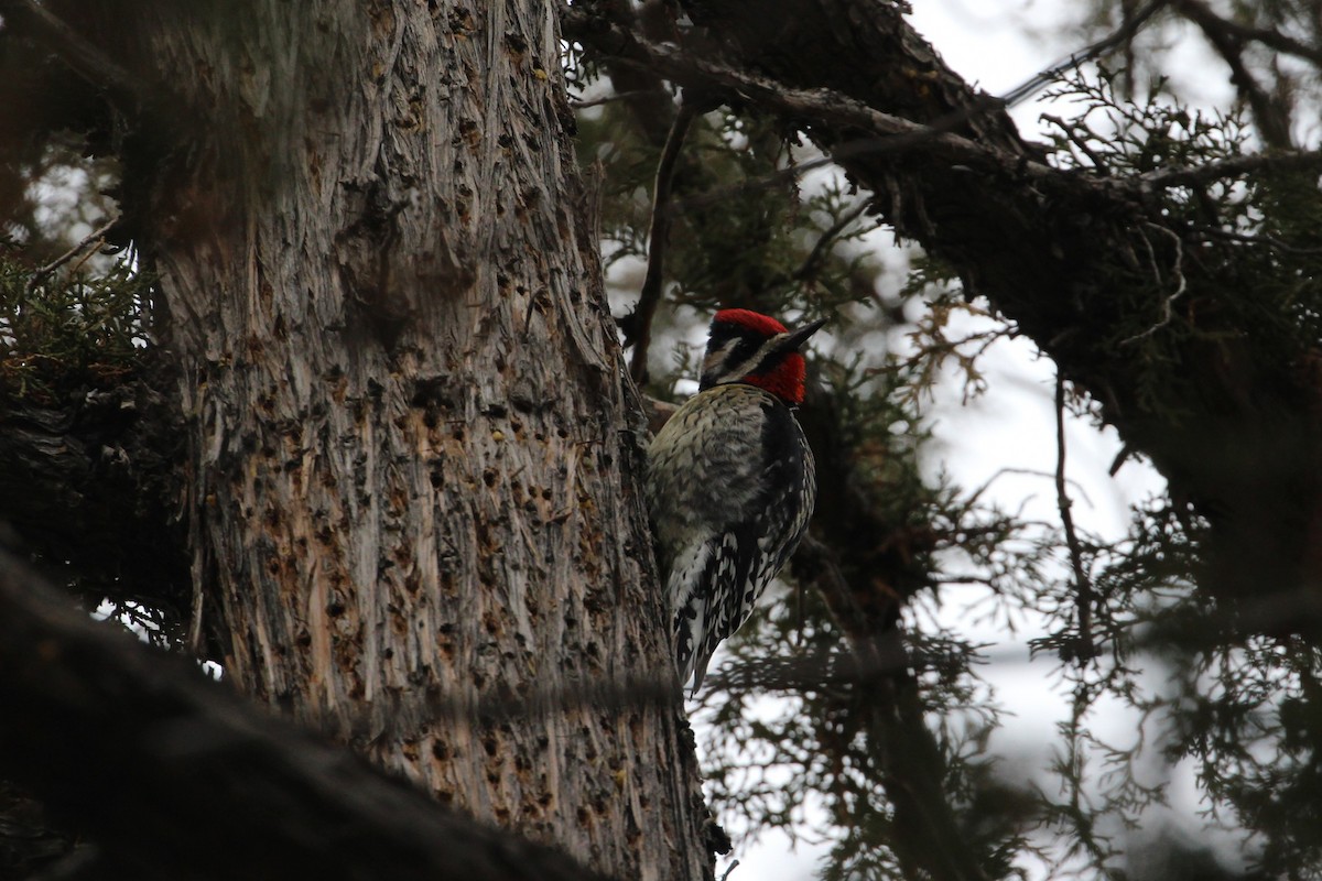 Yellow-bellied Sapsucker - ML628893943