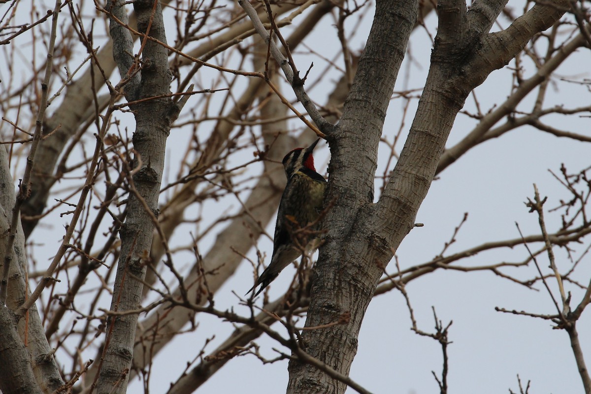 Yellow-bellied Sapsucker - ML628893946