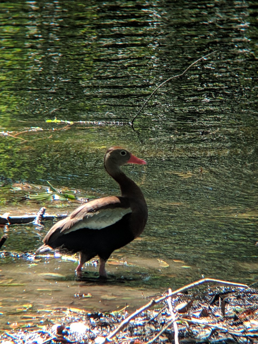 Black-bellied Whistling-Duck - ML628894038