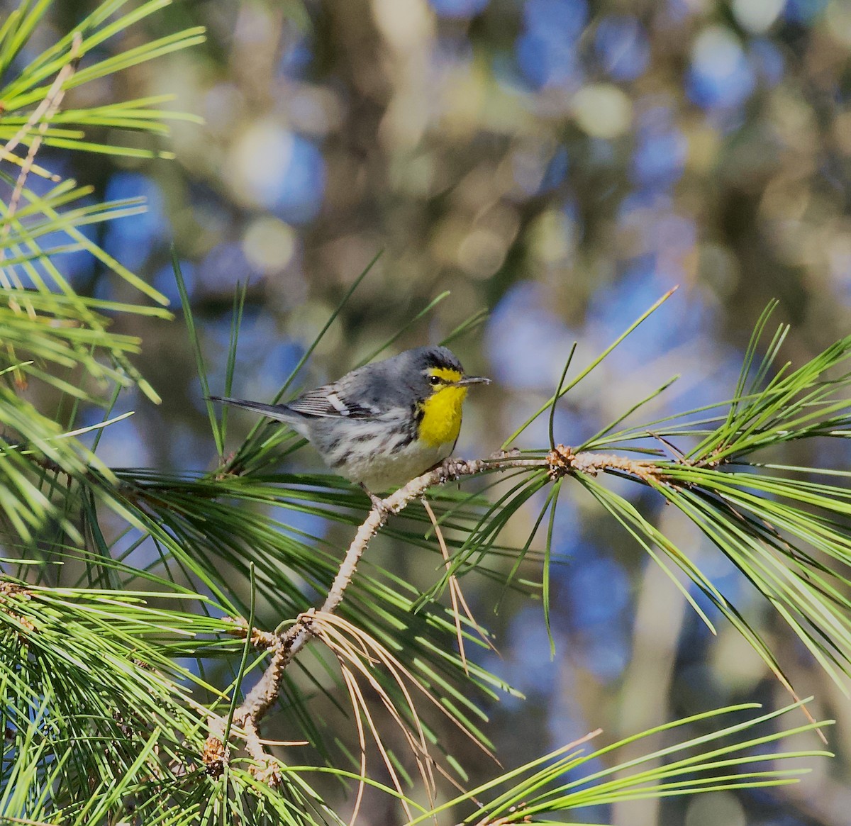Grace's Warbler - ML628894048