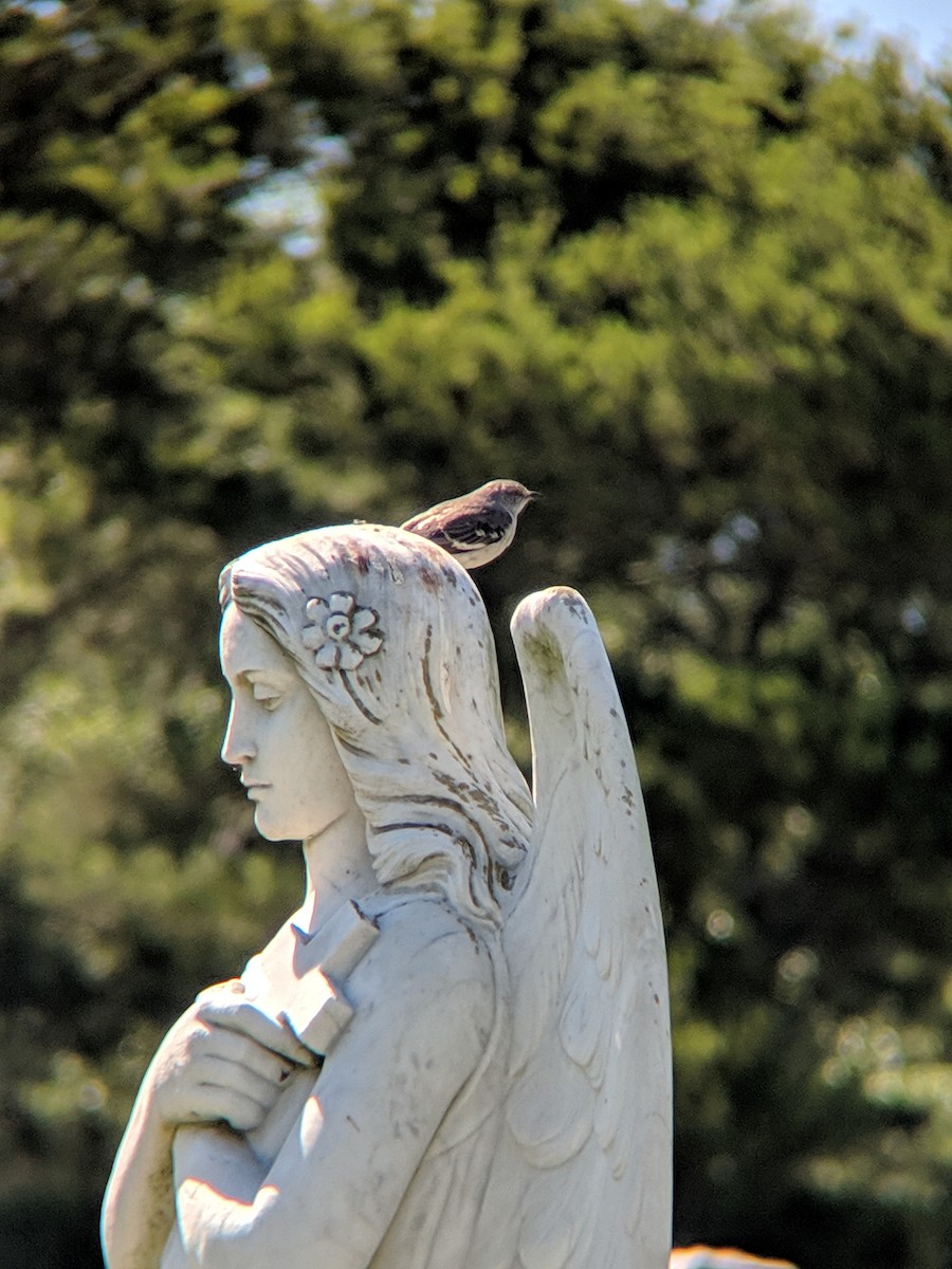 Northern Mockingbird - ML628894396