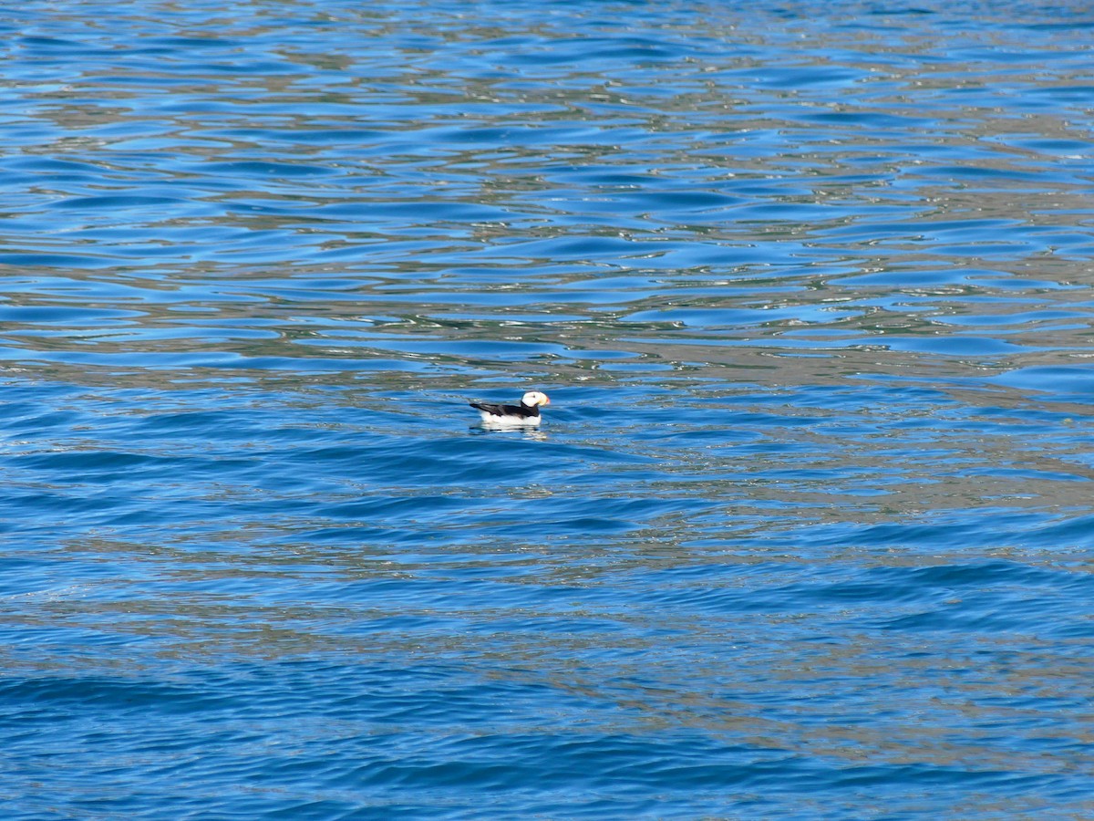 Horned Puffin - ML628894429