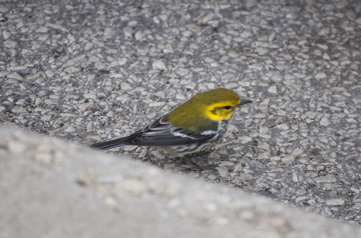 Black-throated Green Warbler - ML628894484
