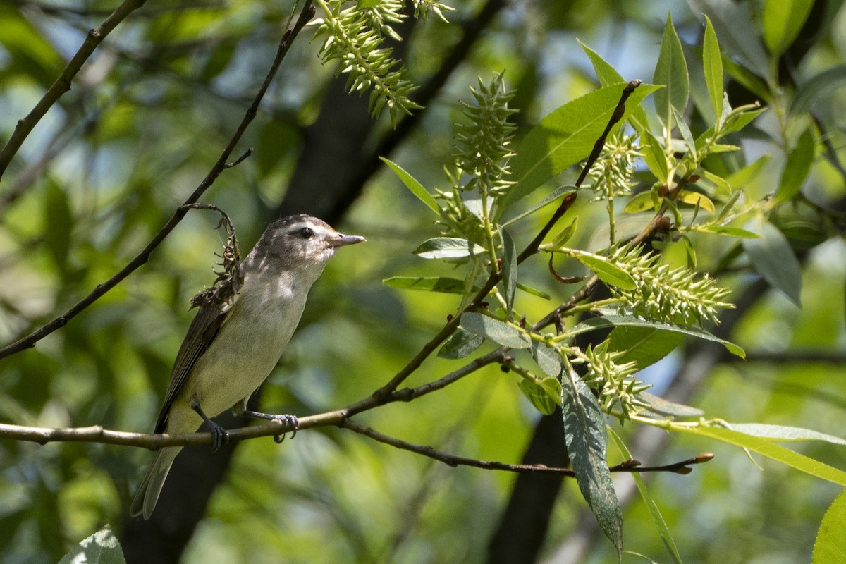 Western Warbling Vireo - ML628894607