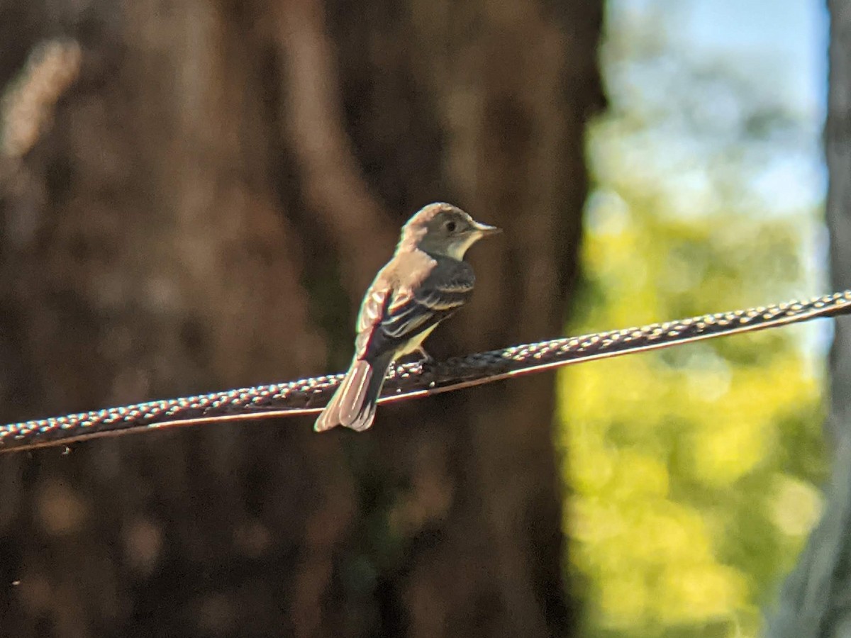 Eastern Wood-Pewee - ML628894817