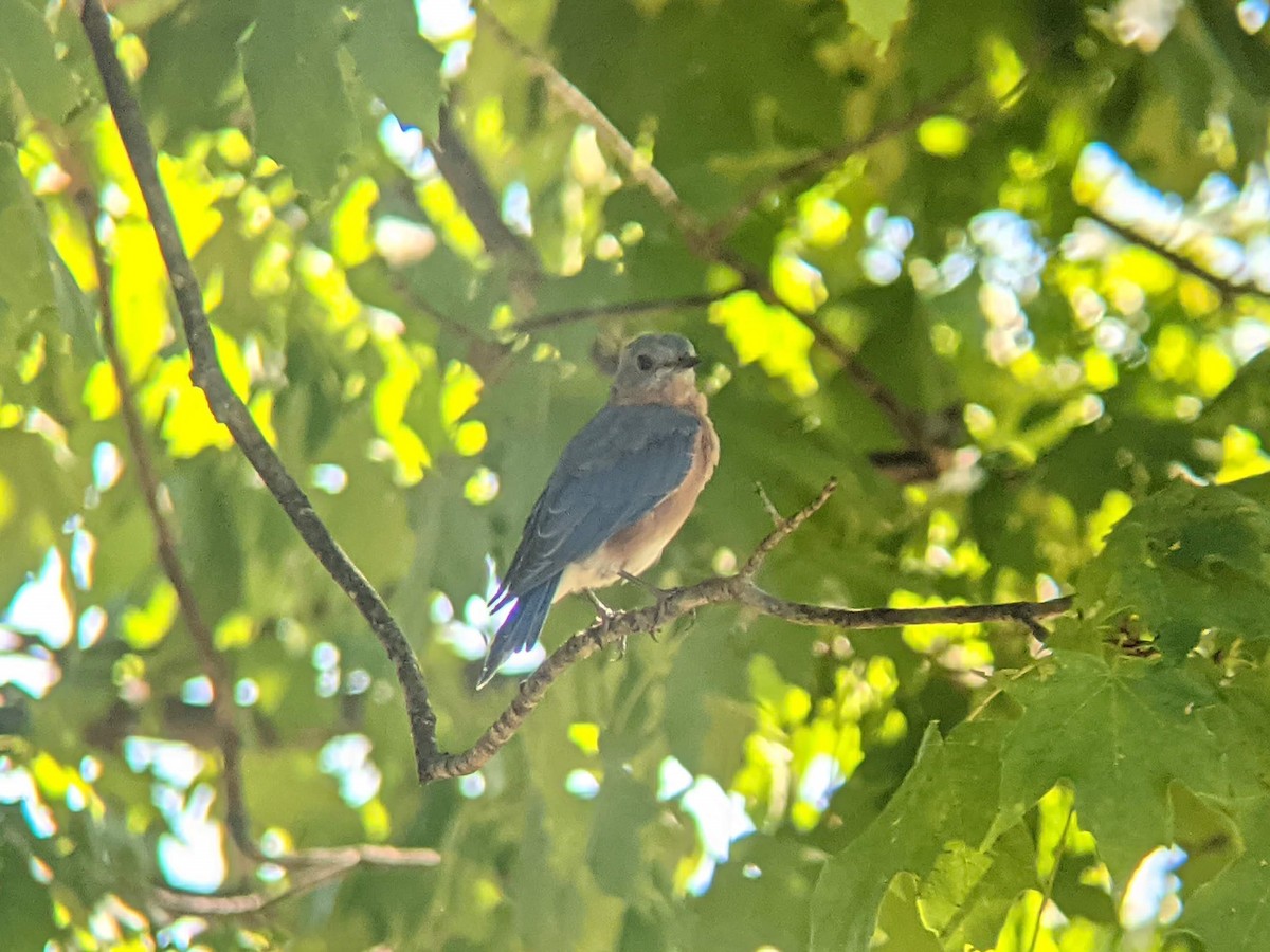 Eastern Bluebird - ML628894866