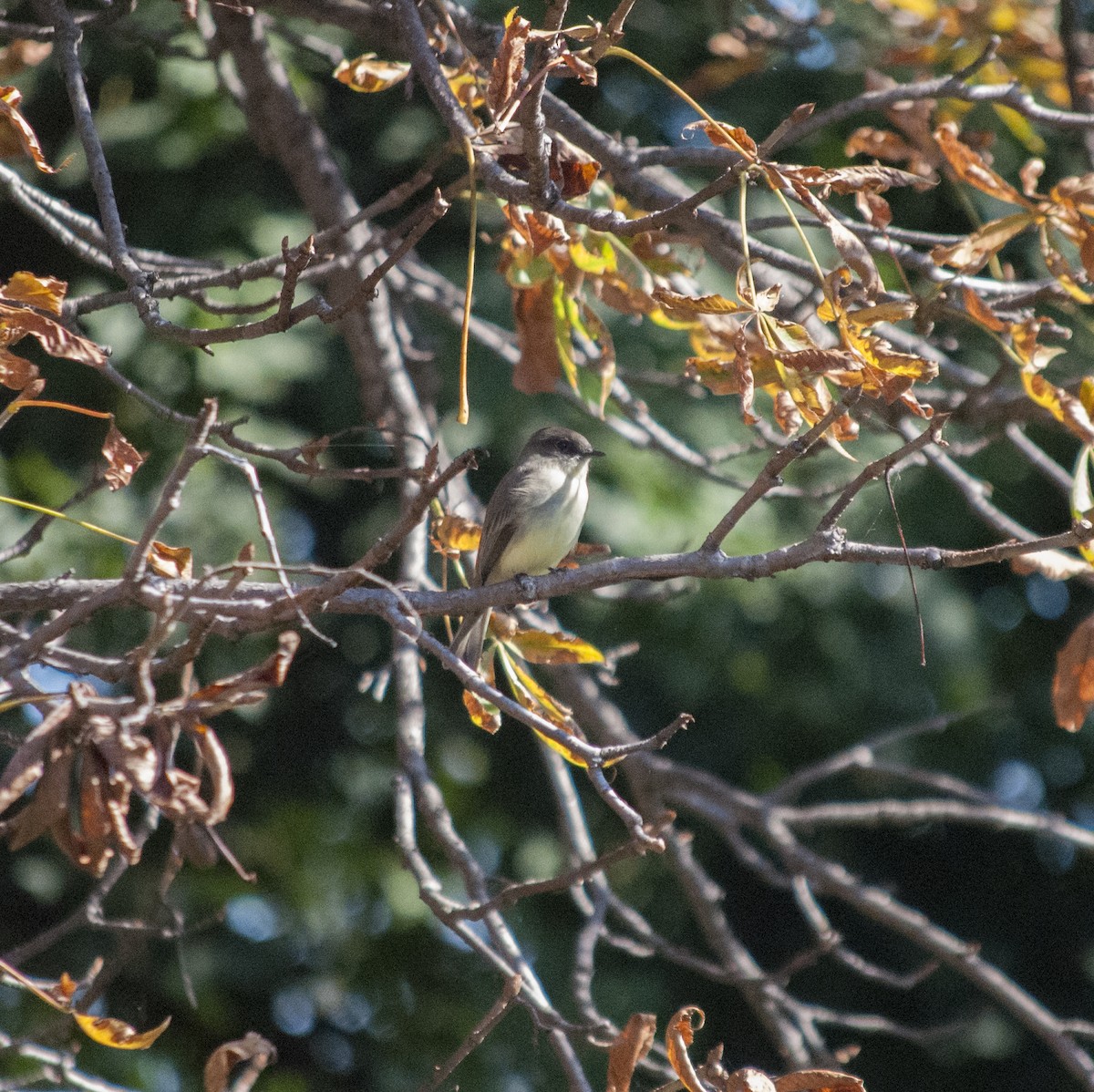 Eastern Phoebe - ML628895115