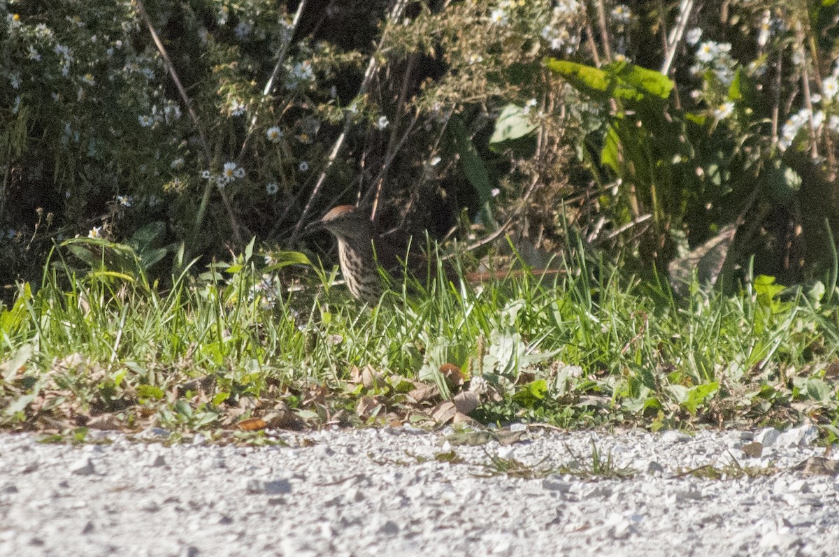 Brown Thrasher - ML628895121