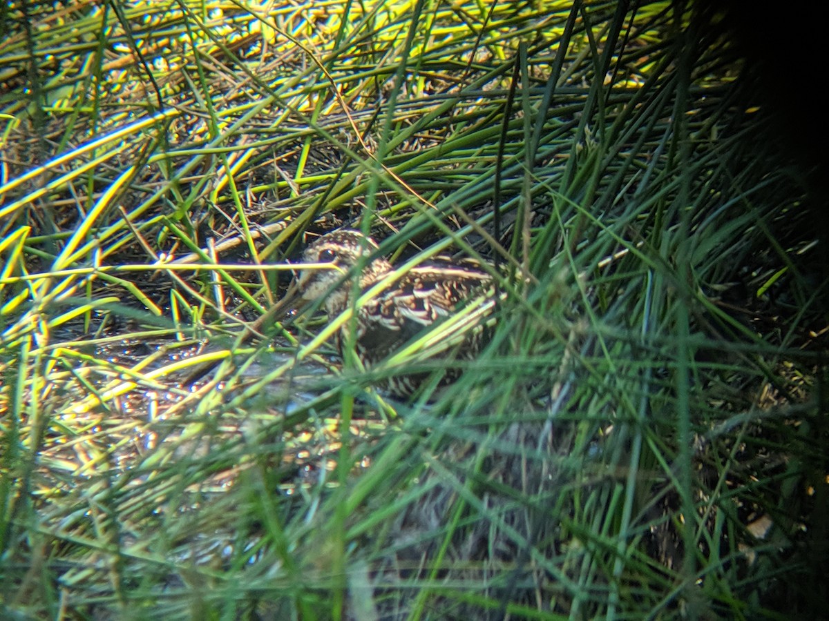 Wilson's Snipe - ML628895233