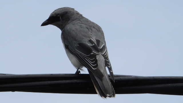 White-bellied Cuckooshrike - ML628895319
