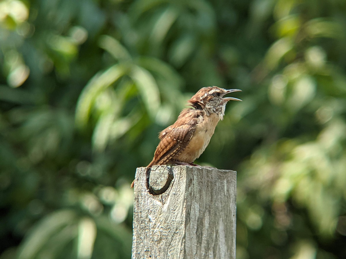 Carolina Wren - ML628895371