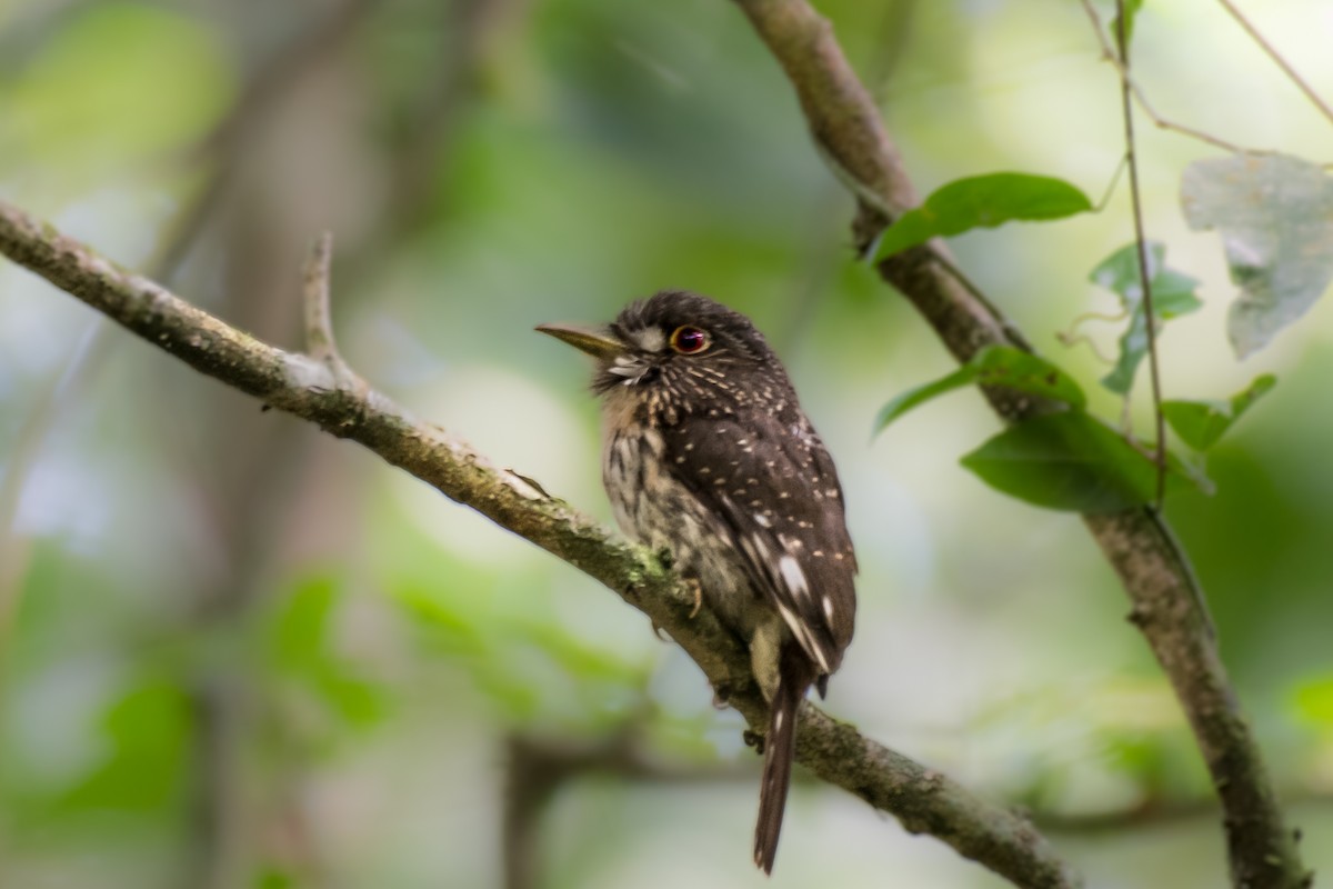 White-whiskered Puffbird - ML628895723