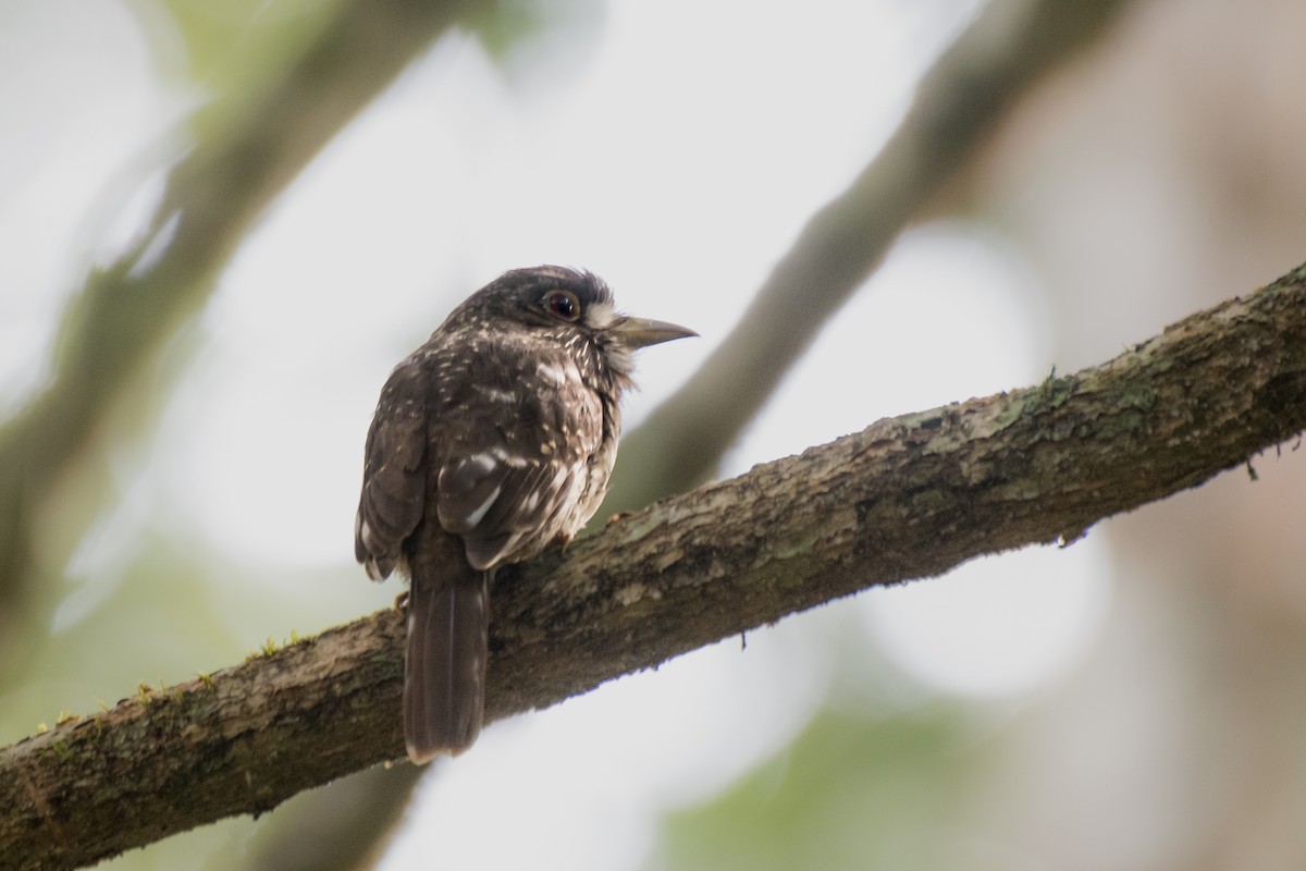 White-whiskered Puffbird - ML628895724